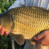 Mồi Chép Siêu Tốc, Mồi Câu Đài Cao Mồi Cực Kì Thơm Siêu Nhạy