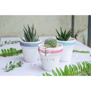 Cây XƯƠNG RỒNG/MÓNG RỒNG  trồng trong CHẬU GỐM TRẮNG RUY BĂNG - Cây Mệnh Thủy, Kim