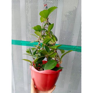 Cẩm cù chậu đại