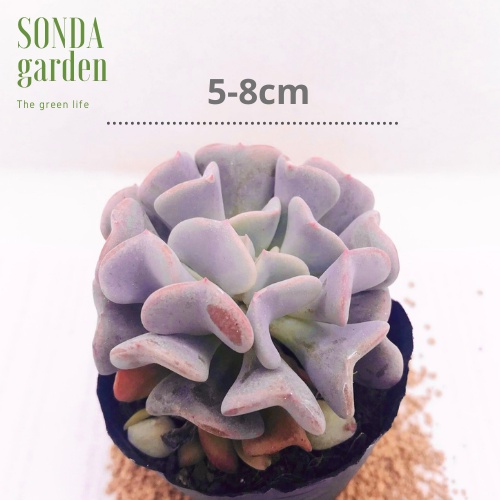 Sen đá cúc tím SONDA GARDEN size bé 5-8cm, xuất xứ Đà Lạt, khoẻ đẹp, lỗi 1 đổi 1