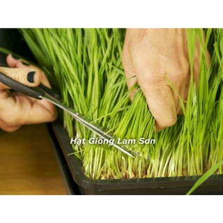 100GR - HẠT GIỐNG CỎ LÚA MÌ ( LÚA MẠCH ) - CỎ MÈO.