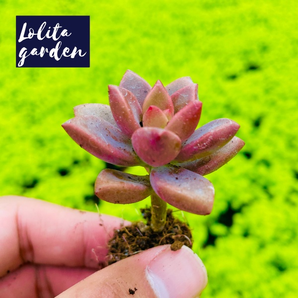 Sen đá đá nâu Đà Lạt size mini cây cảnh trang trí nhà cửa Lolita garden