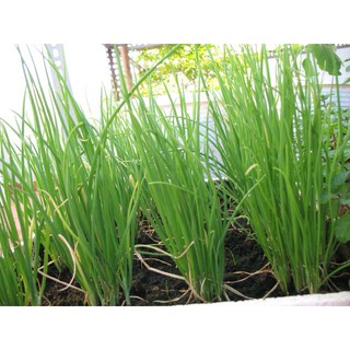 Cung Cấp Hạt Giống Hành Lá Ta( 5gr) hạt đẹp