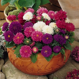 hạt giống hoa cúc đài loan cúc magic (100 hạt)