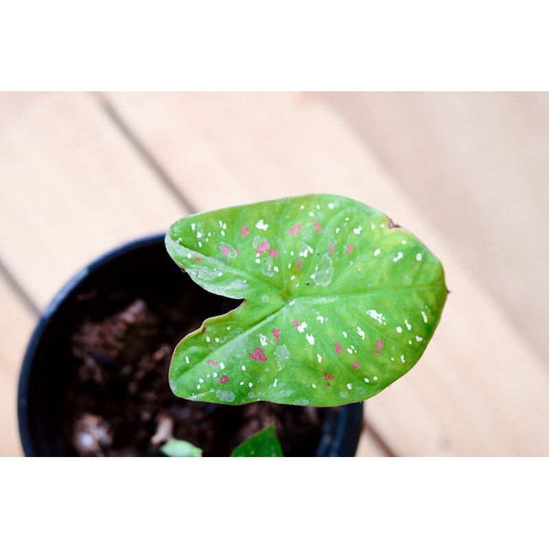 Chậu cây Caladium bicolor Red White Spot (Caladium Florida Clown)