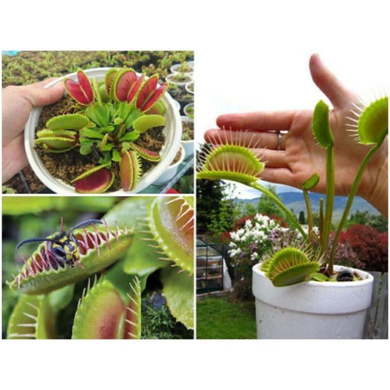 HG45A 5H - HẠT GIỐNG CÂY BẪY KẸP CÂY BẮT MỒI CÂY BẮT RUỒI