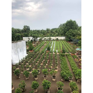 Hoa Mai Ngự Sử_cây ghép chuẩn