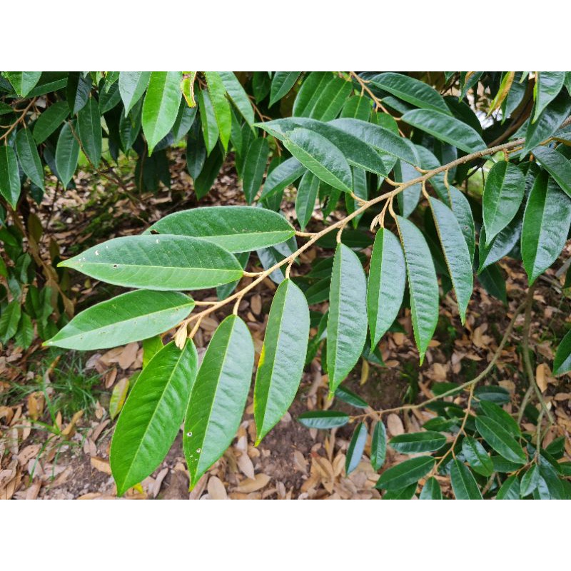 Phân Bón Sinh Học