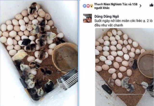 MÁY ấp trứng P100