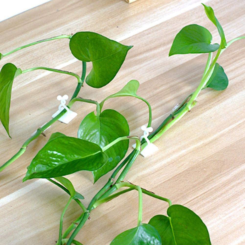 Set 10 kẹp giữ cây dây leo gắn tường tiện dụng