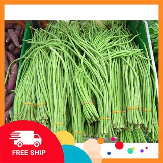 20g hạt giống đậu đũa khuyến mại trong ngay