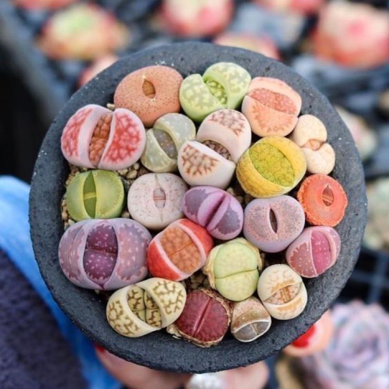 BÁN LẺ SEN ĐÁ MÔNG, THẠCH LAN, LITHOPS, SEN ĐÁ BÁN LẺ, nhiều màu sắc (giao ngẫu nhiên)