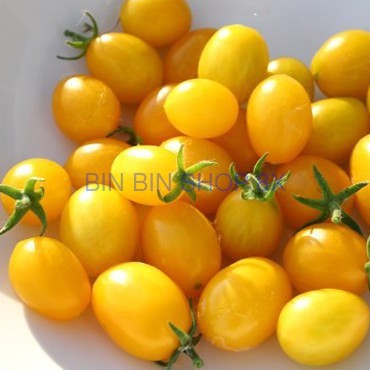 Hạt giống cà chua bi cây cao quả vàng sai quả và năng suất ( gói 30 hạt)