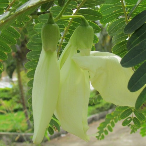 Hạt bông SO ĐŨA trắng - Gói 2 gram