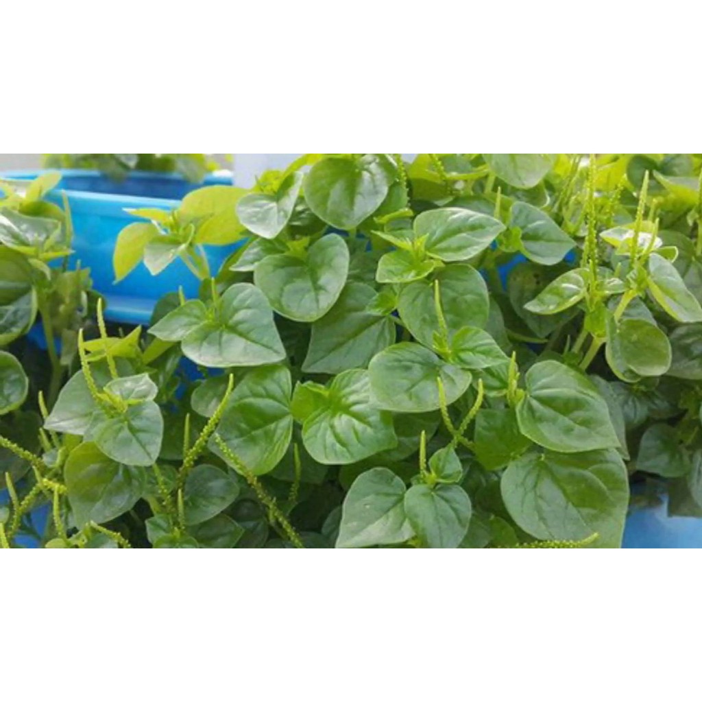 Gói 0.5gr hạt giống rau càng cua