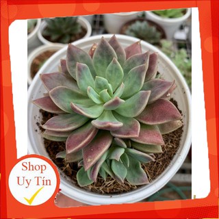 Ánh trăng trung🍏 |FREESHIP| 🔥 XỨ NÓNG, ĐÃ THUẦN KHÍ HẬU, KHOẺ ĐẸP 🍏 LỖI 1 ĐỔI 1