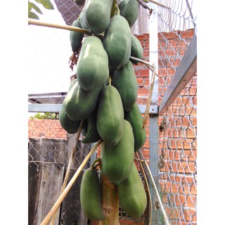 2KG đu đủ XANH - đu đủ
