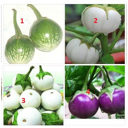 Bộ Gói Hạt Giống Cà pháo (cà bát) (cà trứng) Tím