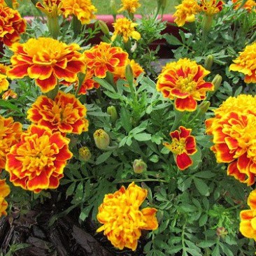 Hạt Giống Hoa Vạn Thọ Pháp (gói 150 hạt, tặng phân)