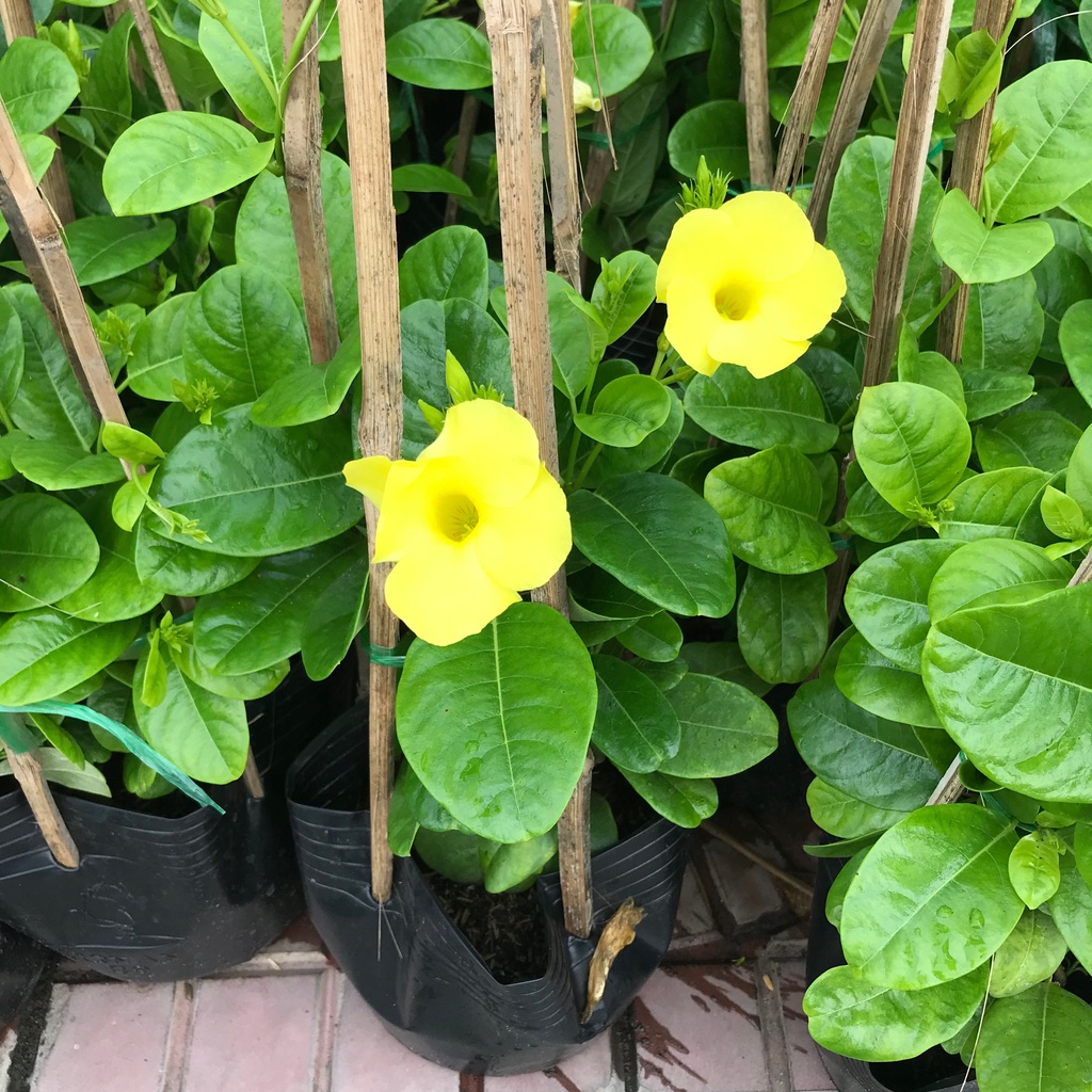 Combo Cây Huỳnh Anh + Cây Huỳnh Đệ