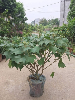 Chậu hoa phù dung trưởng thành đang nụ + Tặng 02 cây nhót ngọt