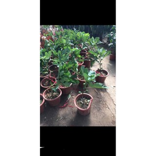 cây giống sung mỹ