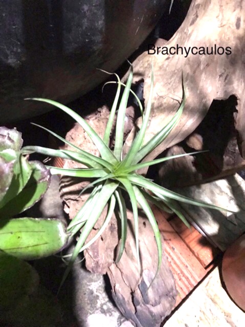 Cây không khí Tillandsia brachycaulos