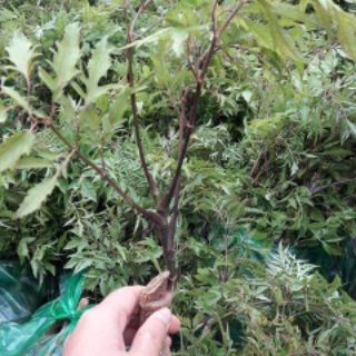 Combo 5 Cây đinh lăng lá nhỏ