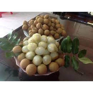 Cây giống Thanh Nhãn ghép Siêu trái.