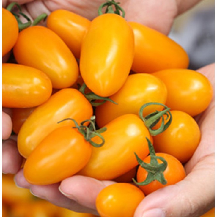 Cà chua cherry vàng Đà Lạt, 1kg