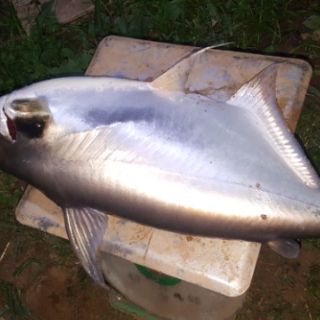 TINH MÙI CÂU CÁ HƯƠNG SẦU RIÊNG