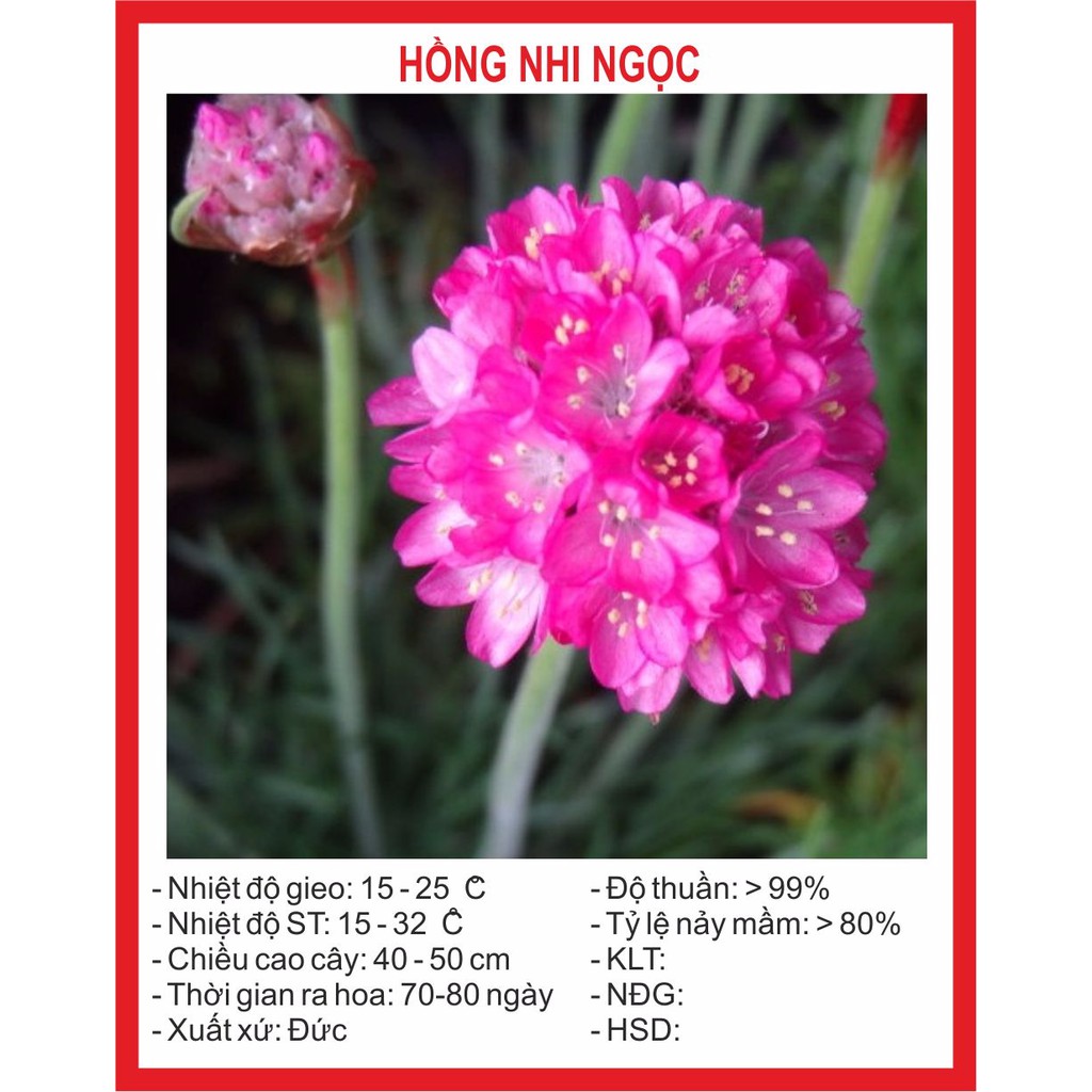 Hạt Giống Hoa Hồng Nhi Ngọc Mix 50 Hạt