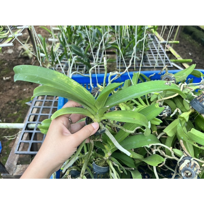 Đai Châu Lá Lỗi Giá Rẽ