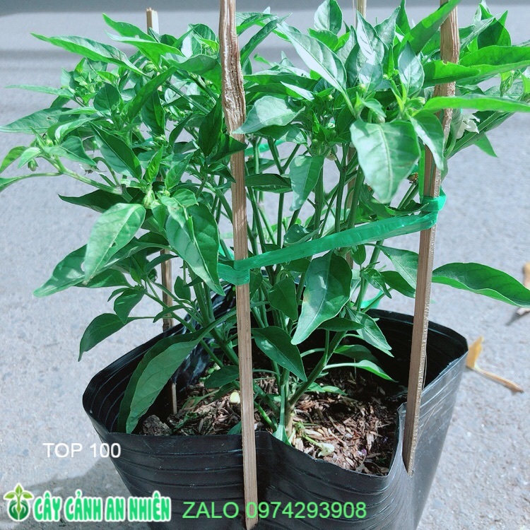 Bụi Ớt Xiêm