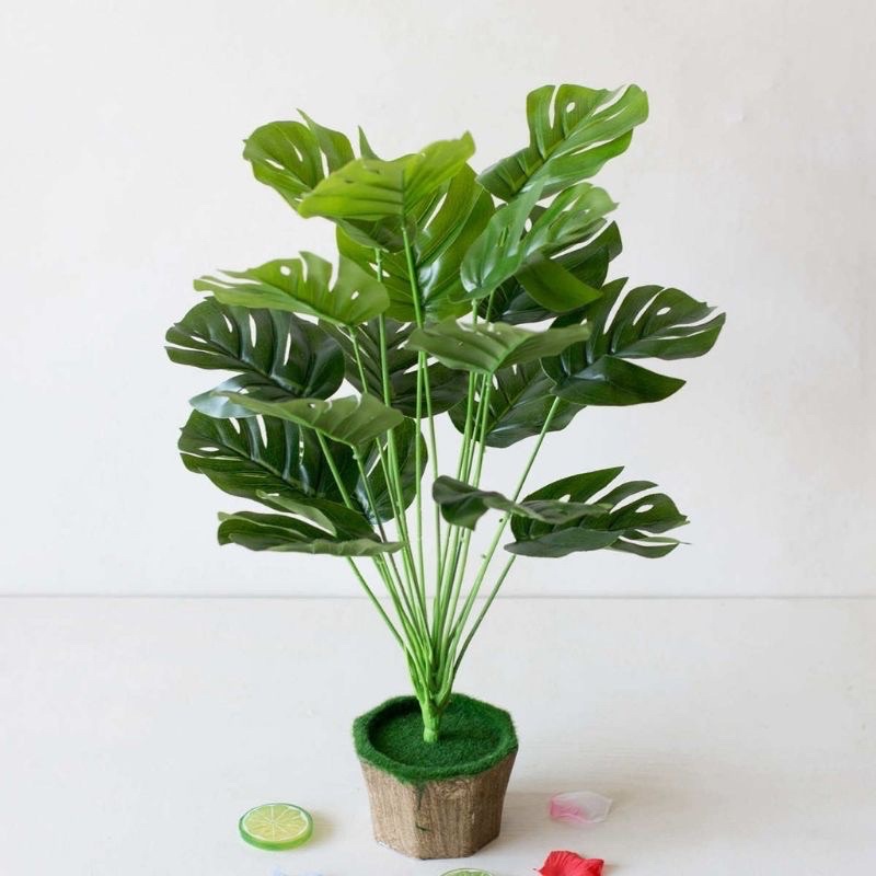 Cây lá rùa trang trí đủ size các loại- Cây trang trí
