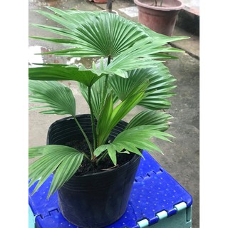 Cây cọ cảnh để bàn