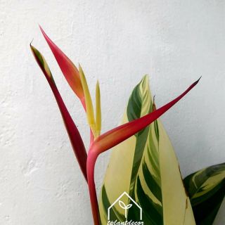 Mỏ két ... Cẩm thạch