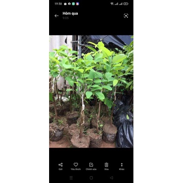 CÂY GIỐNG NA SẦU RIÊNG F1 QUẢ TO NĂNG SUẤT CAO