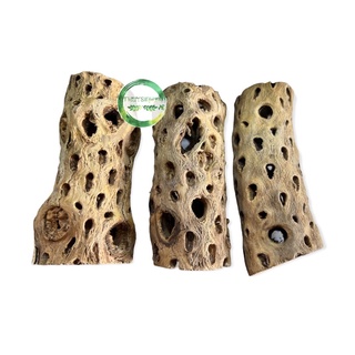 Lũa Cholla Teddy Bear - lũa cholla cho bể tép cảnh
