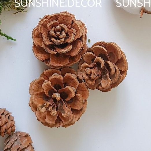 Set đồ khô 11 món decor trang trí chụp ảnh sản phẩm Vintage-Sunshine.decor