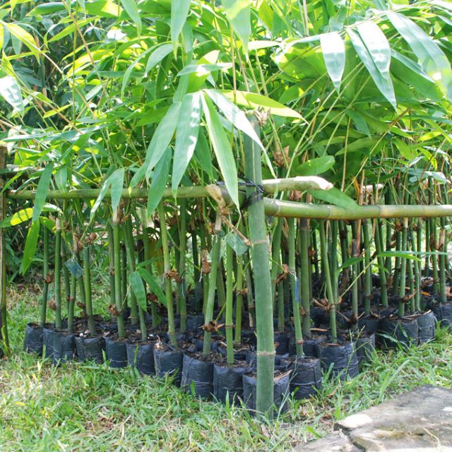 Com bo 2 Cây tre điền trúc.
