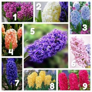 Củ hoa tiên ông Hà lan đã kích chồi