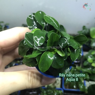 Cây Ráy Nana Petite Thái
