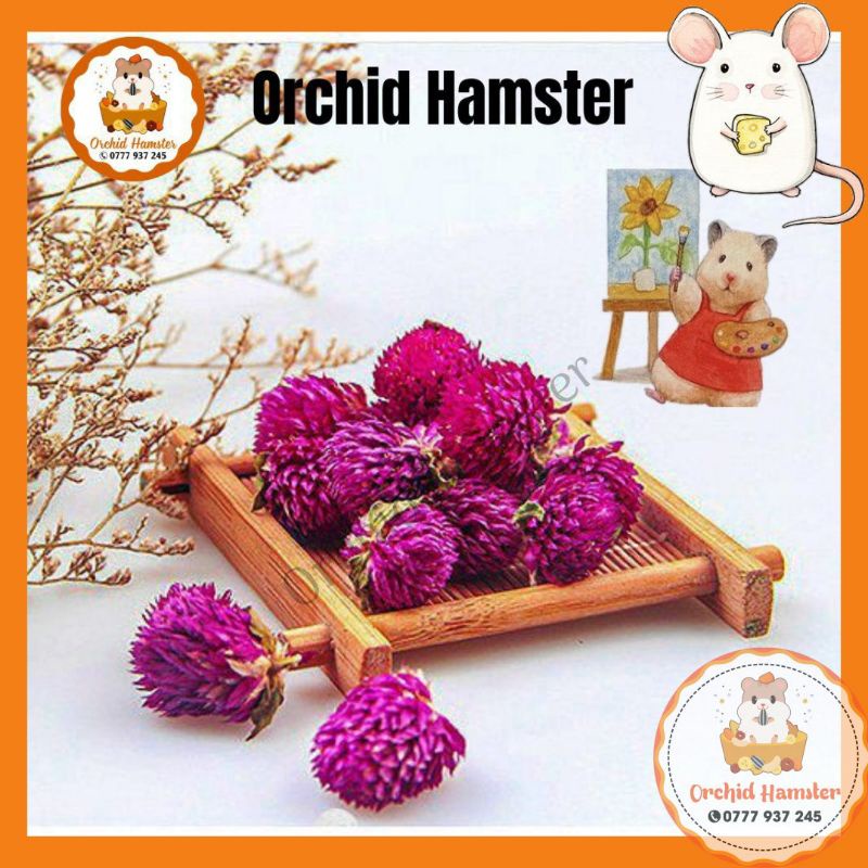 Hoa Bách Nhật Giải Nhiệt Cho Hamster