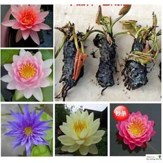 Củ giống Súng Thái mini giao màu ngẫu nhiên, ko lựa màu Luckyy.