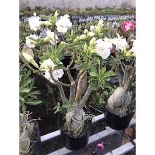 cây hoa sứ trắng+ Tặng phân bón