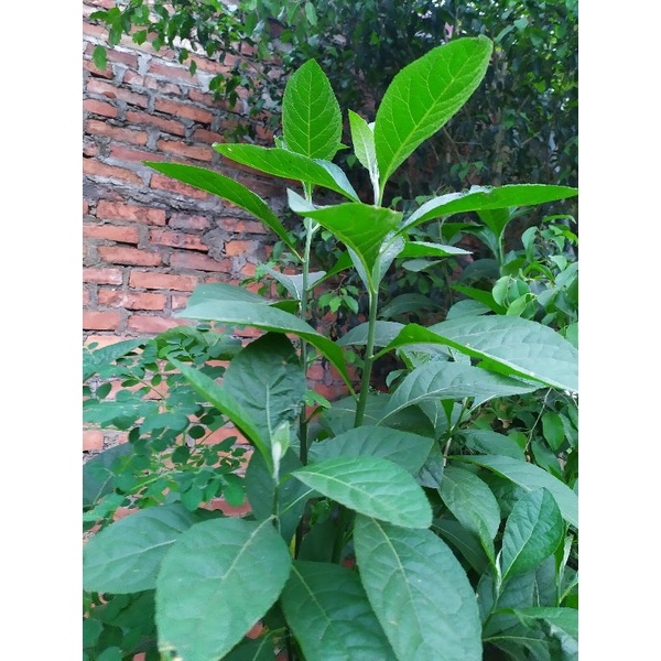 Lá cây mật gấu tươi