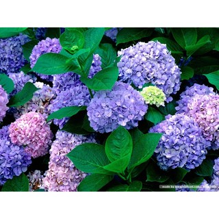 HẠT GIỐNG HOA CẨM TÚ CẦU