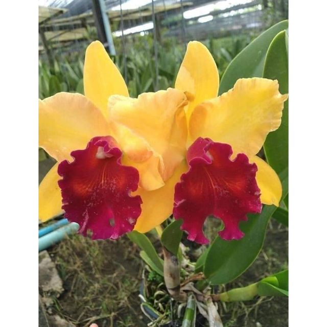 Lan Cattleya Hoa vàng lưỡi đỏ Amaki hoa thơm