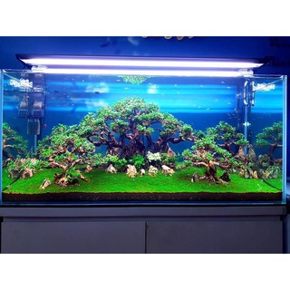 Bonsai Cổ Thụ Đế Đá 3 Thân Size 20x15